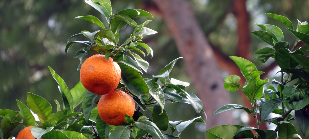 Il Giardino degli Aranci